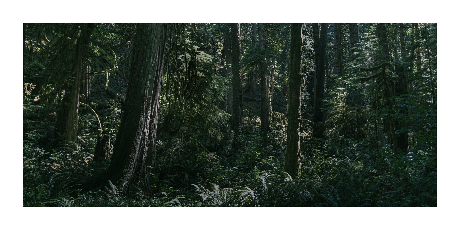 Moss, Print