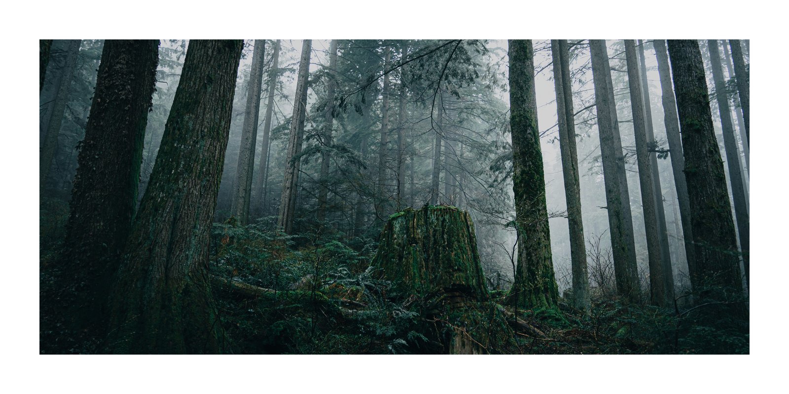 Stump, Print